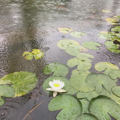 组图 掌中之物 雨中路透曝光 彭冠英蔡文静摸头杀氛围感十足